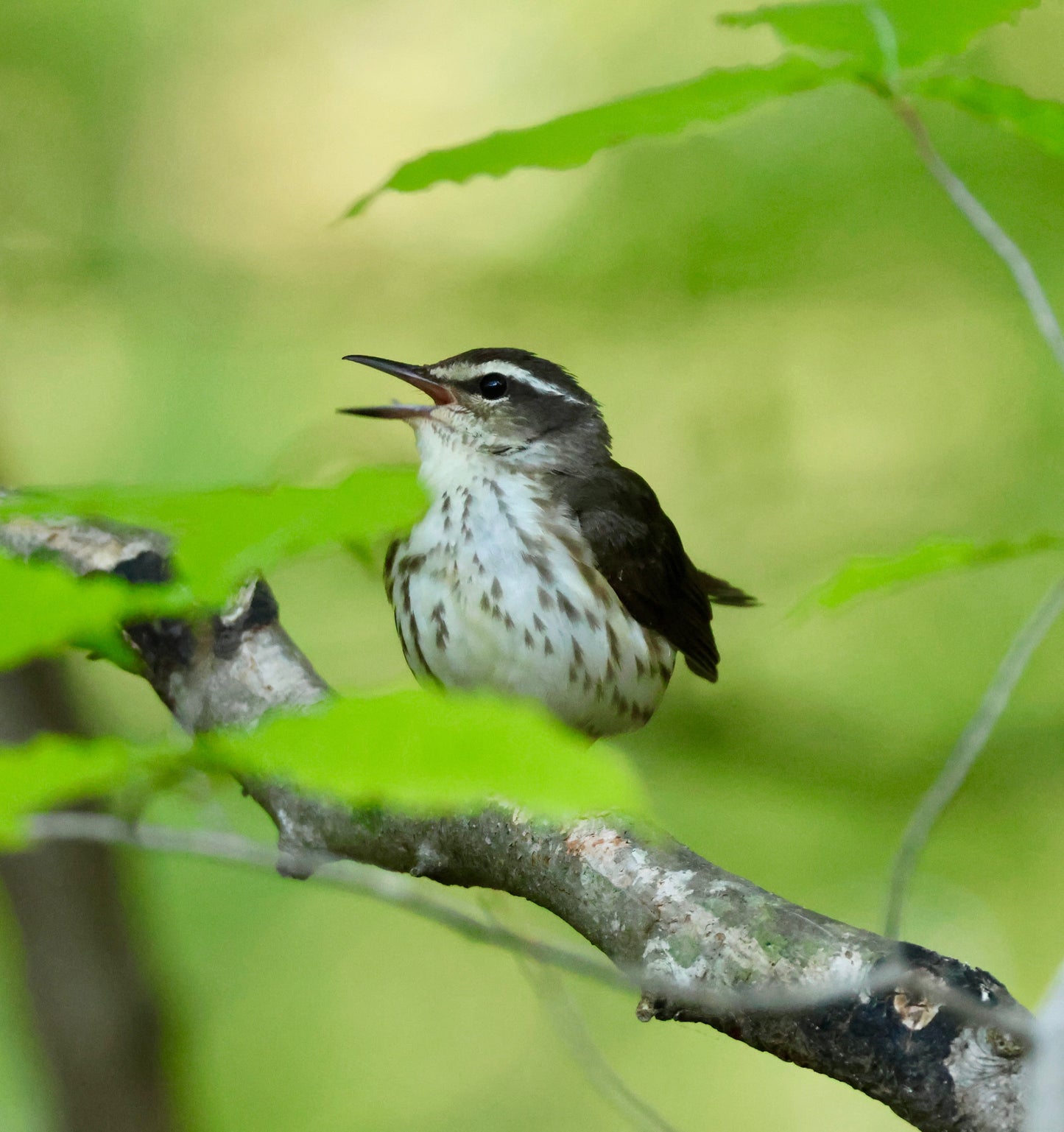 Wings Over Kaluna: A Fall Bird Migration Retreat