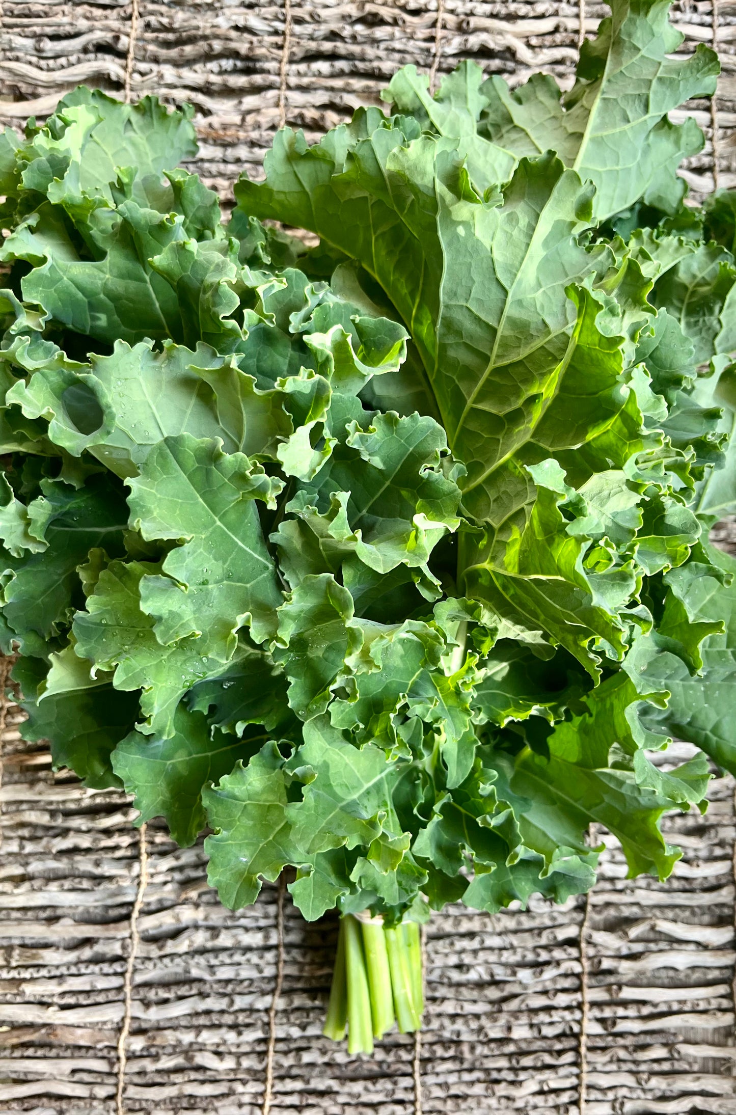 Green Curly Kale