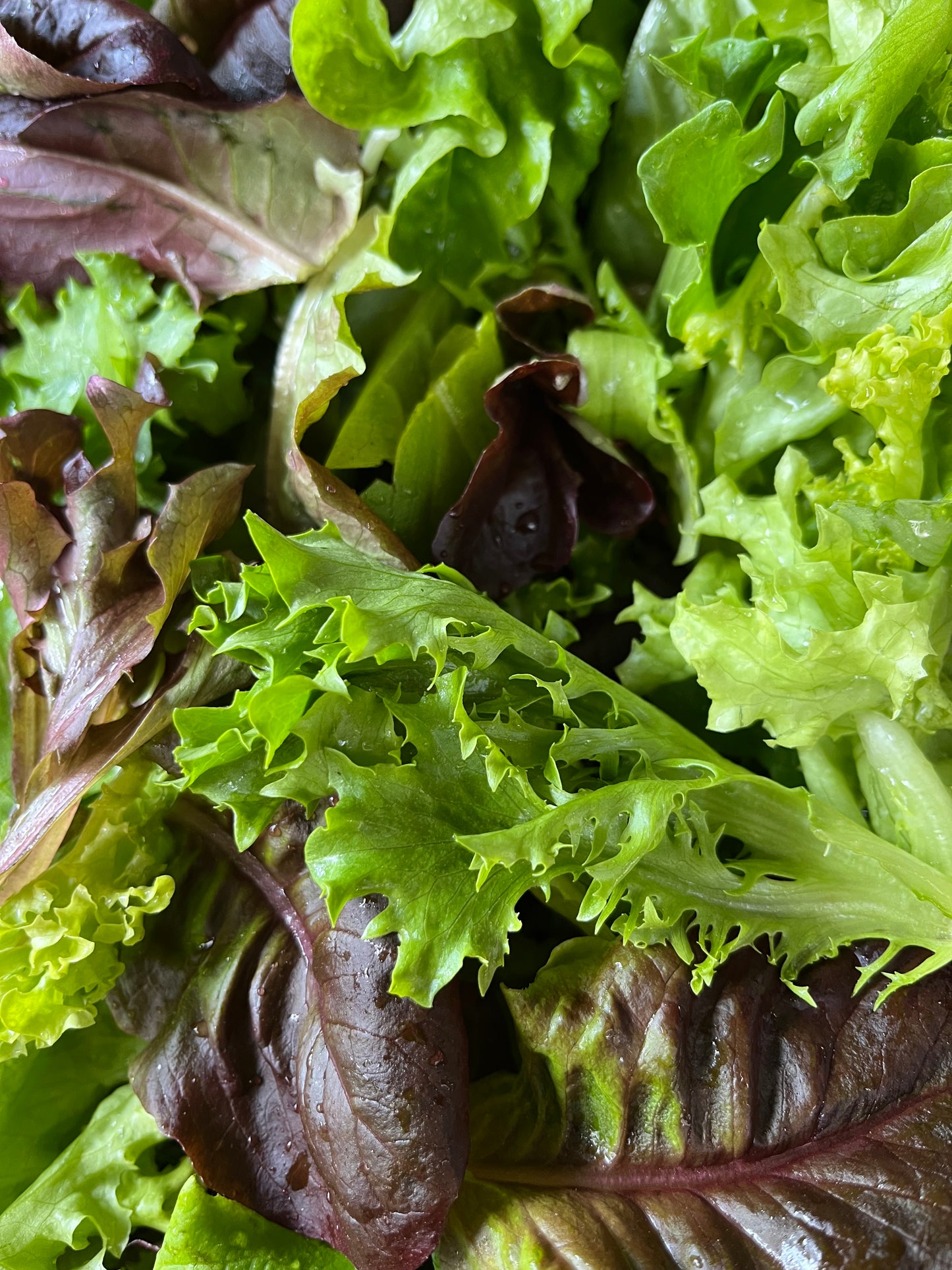 Pre-washed Salad Mix