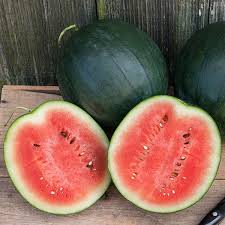Cucumber & Melon Plants