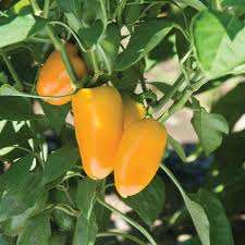 Sweet Pepper Plants