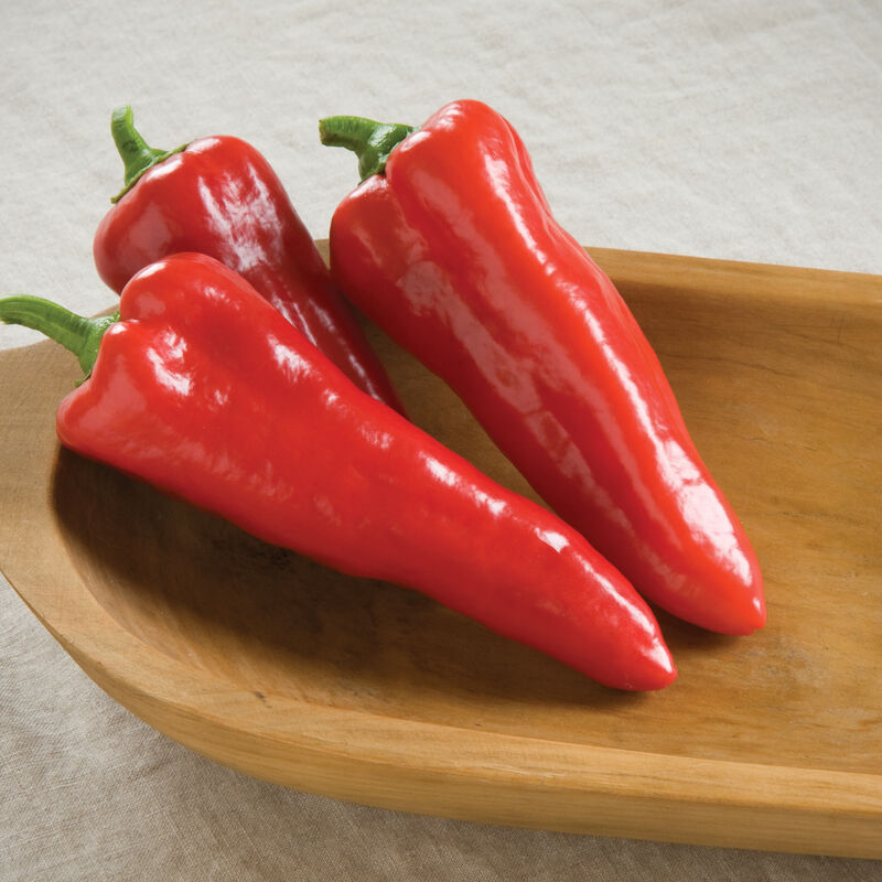 Sweet Pepper Plants