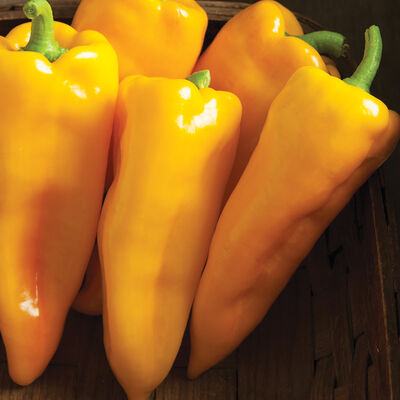 Sweet Pepper Plants