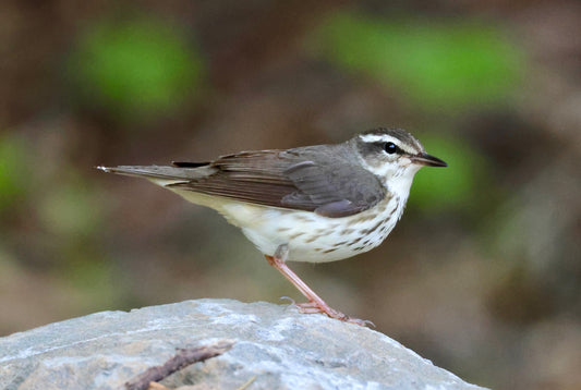 Wings Over Kaluna: A Fall Bird Migration Retreat