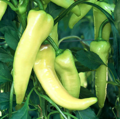 Sweet Pepper Plants