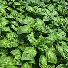 Culinary Herbs