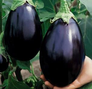 Eggplant Plants
