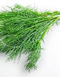 Culinary Herbs