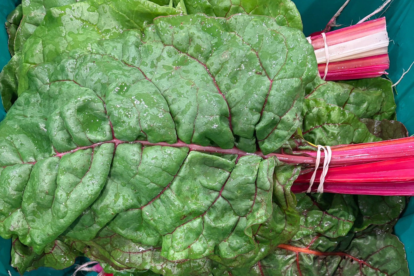 Rainbow Chard