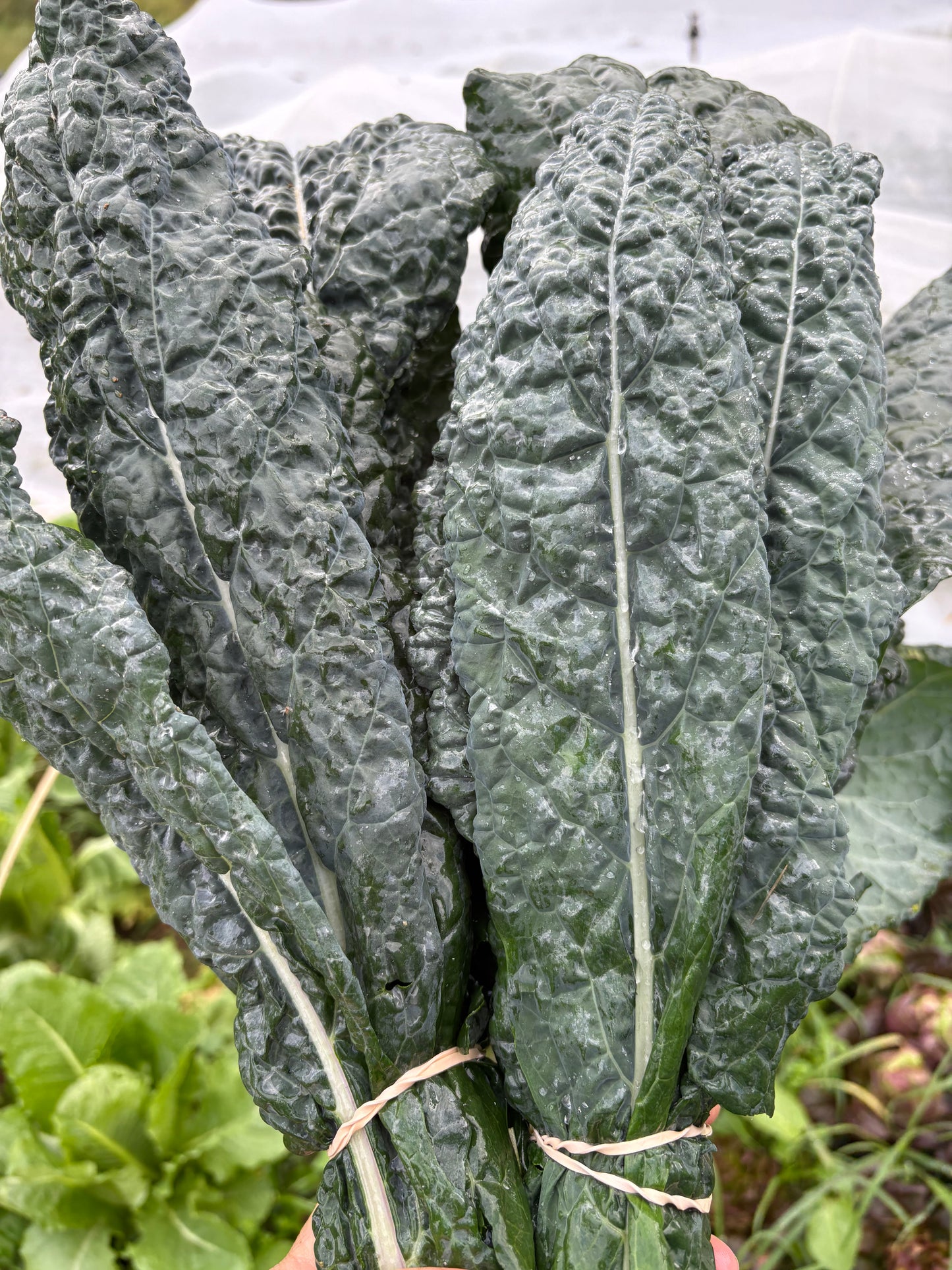 Dinosaur Kale
