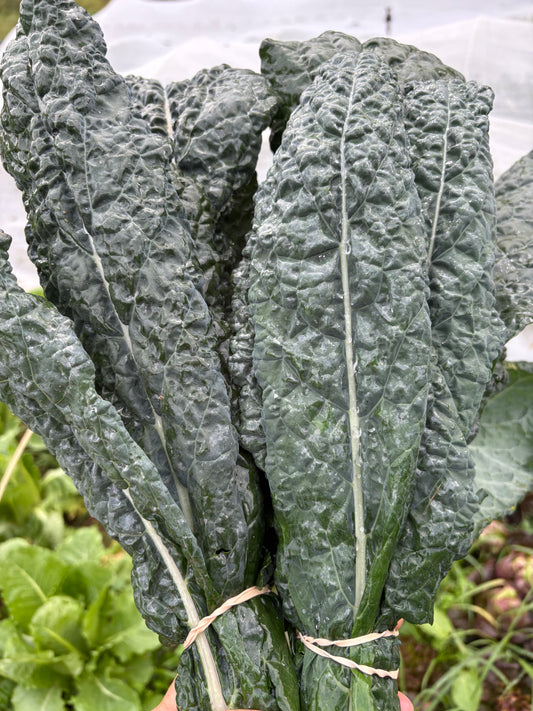 Dinosaur Kale