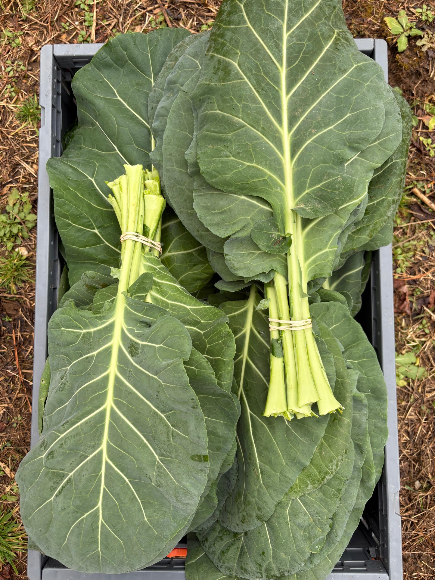 Collard Greens