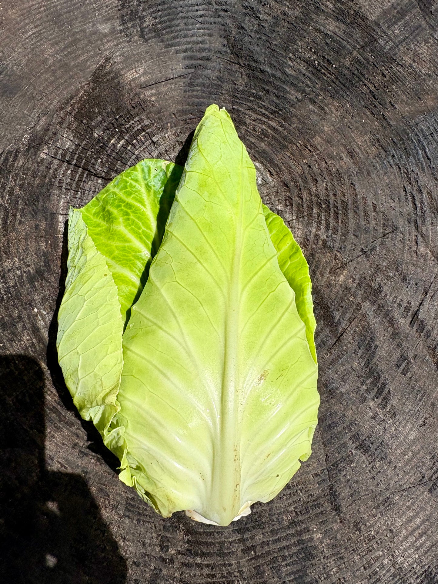 Caraflex Cabbage