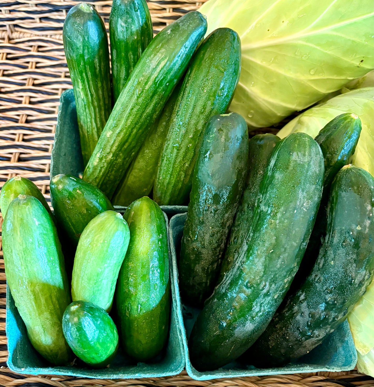 Cucumbers