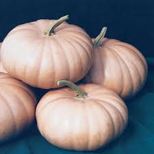 Winter Squash & Pumpkin Plants