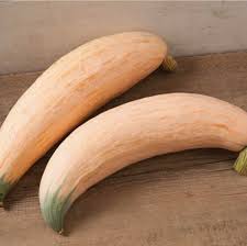 Winter Squash & Pumpkin Plants
