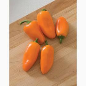 Sweet Pepper Plants