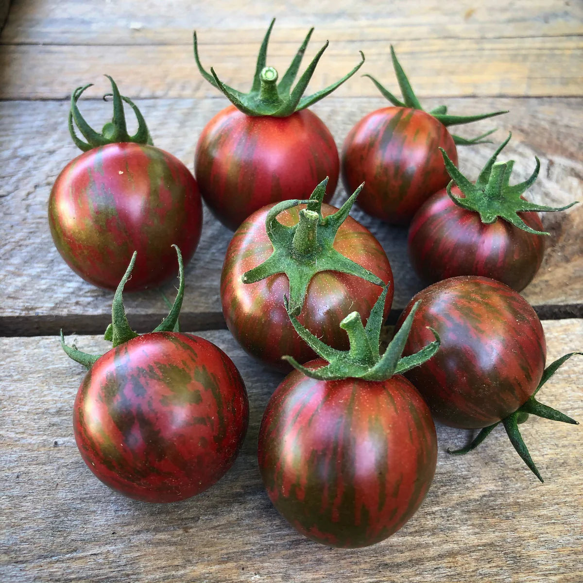Cherry Tomato Plants