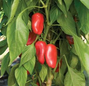 Sweet Pepper Plants