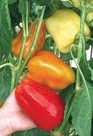 Sweet Pepper Plants