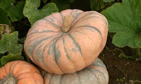 Winter Squash & Pumpkin Plants