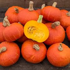 Winter Squash & Pumpkin Plants