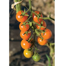 Cherry Tomato Plants