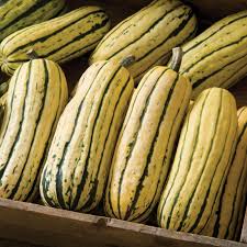 Winter Squash & Pumpkin Plants
