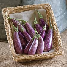 Eggplant Plants