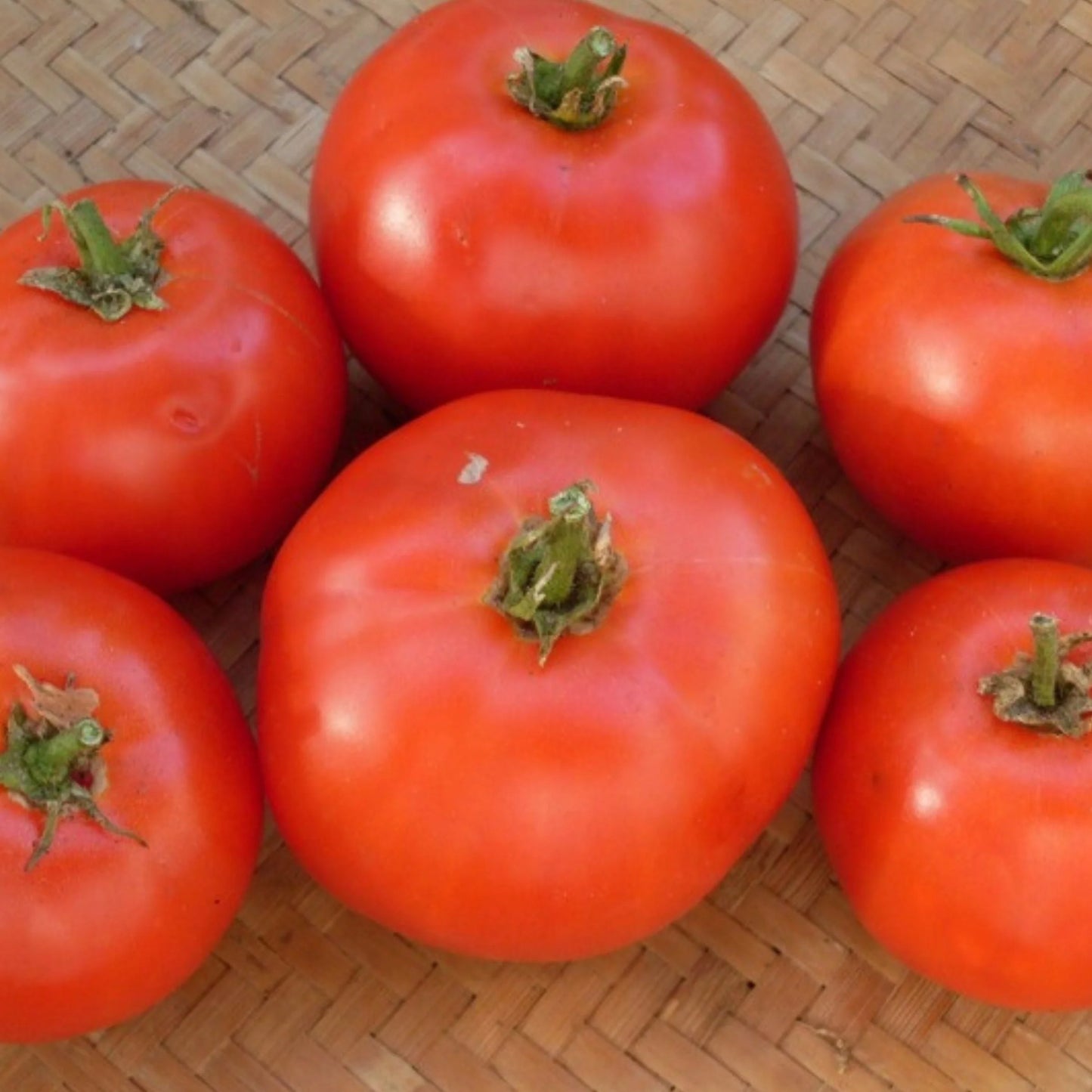 Heirloom Tomato Plants