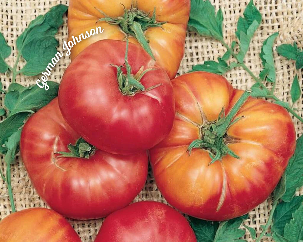 Heirloom Tomato Plants