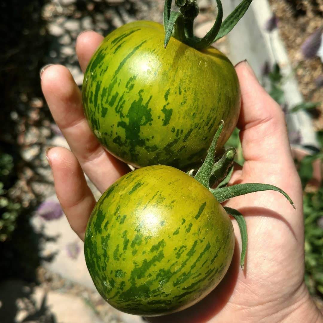Cherry Tomato Plants