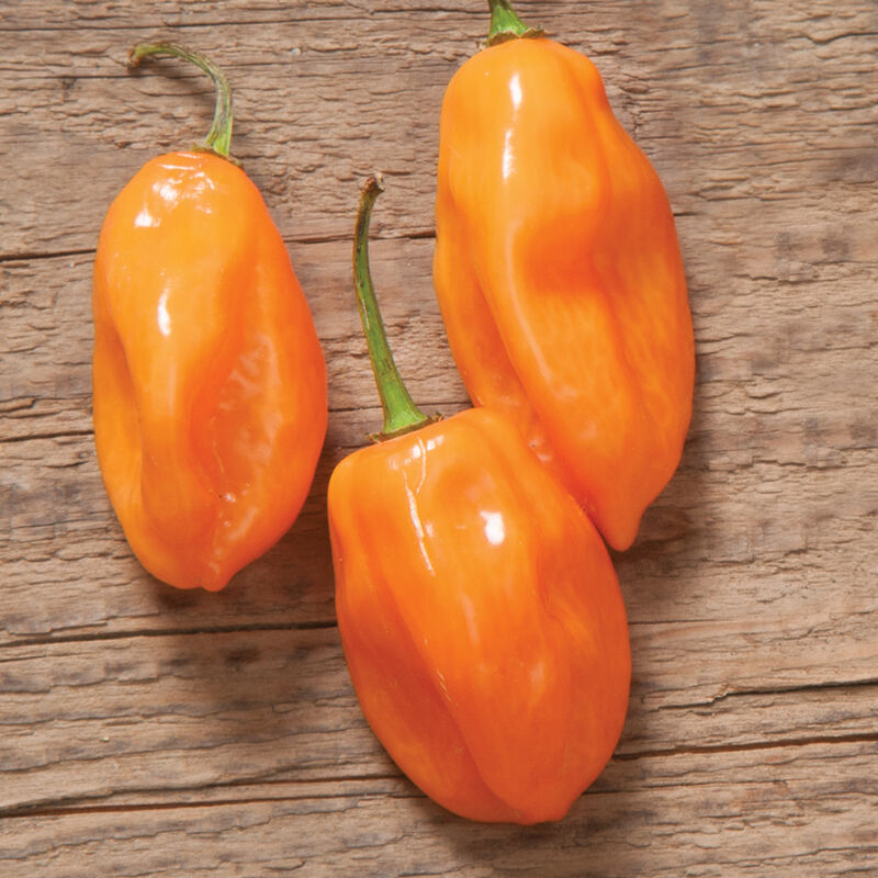 Hot Pepper Plants