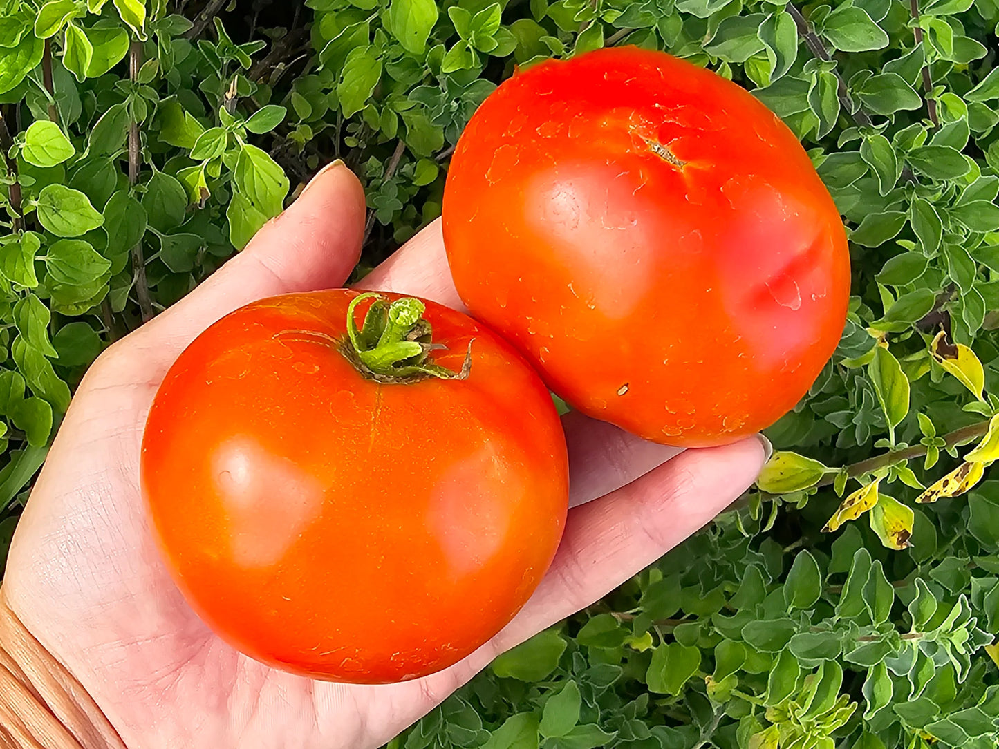 Heirloom Tomato Plants