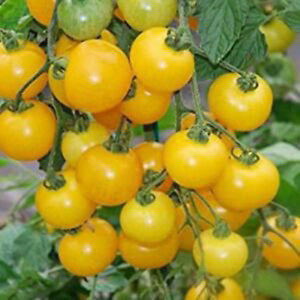 Cherry Tomato Plants