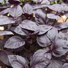 Culinary Herbs
