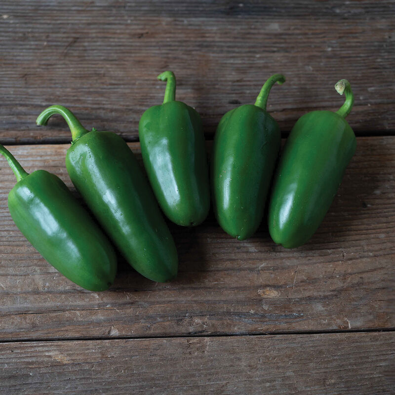 Hot Pepper Plants