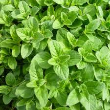 Culinary Herbs