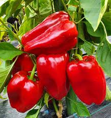 Sweet Pepper Plants