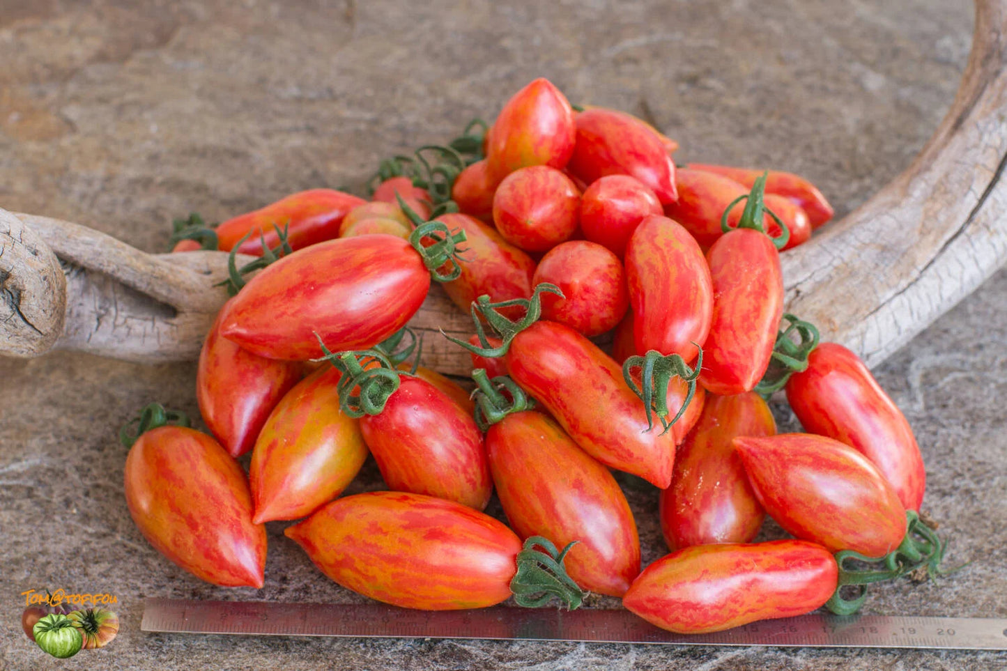 Cherry Tomato Plants