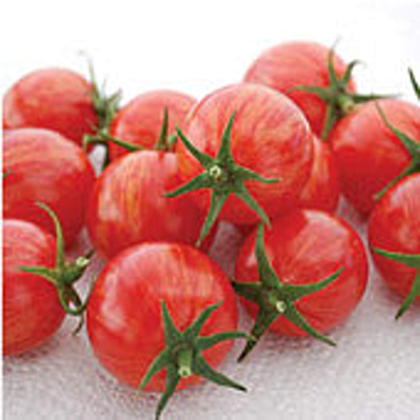 Cherry Tomato Plants