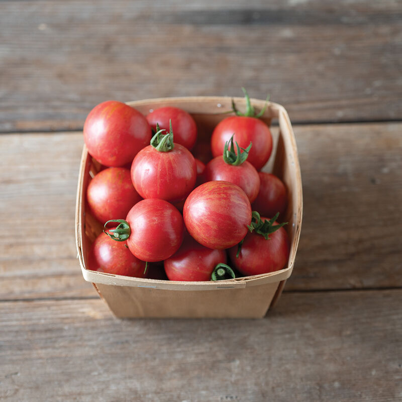 Cherry Tomato Plants