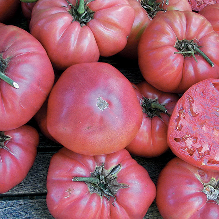 Heirloom Tomato Plants
