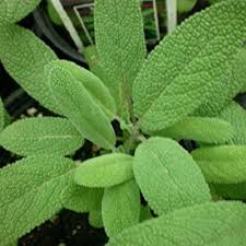 Culinary Herbs