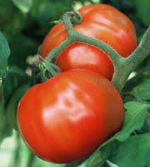 Heirloom Tomato Plants