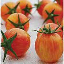 Cherry Tomato Plants