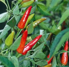 Hot Pepper Plants