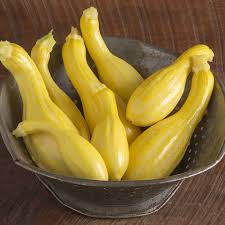 Summer Squash Plants