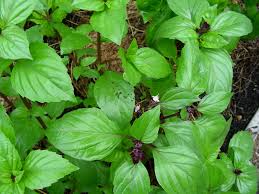 Culinary Herbs