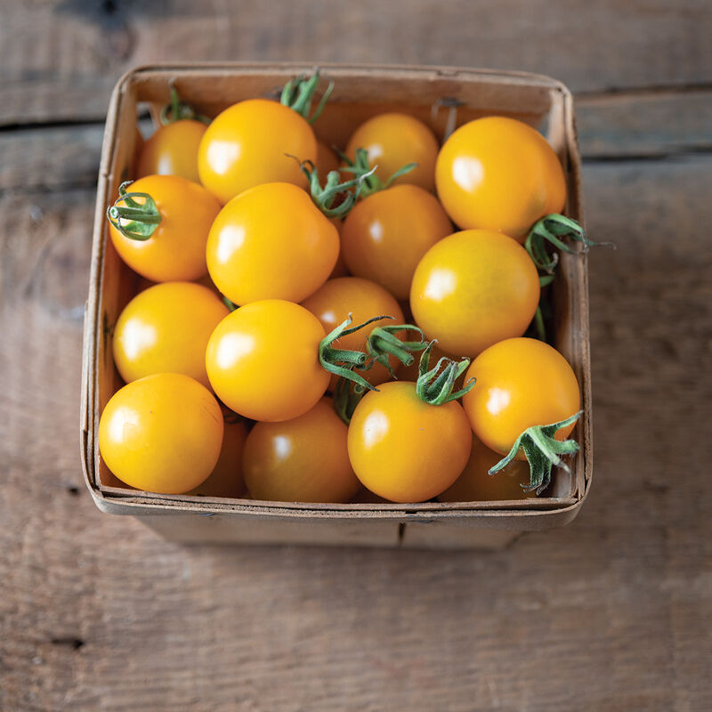 Cherry Tomato Plants